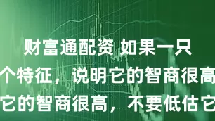 财富通配资 如果一只猫有这五个特征，说明它的智商很高，不要低估它